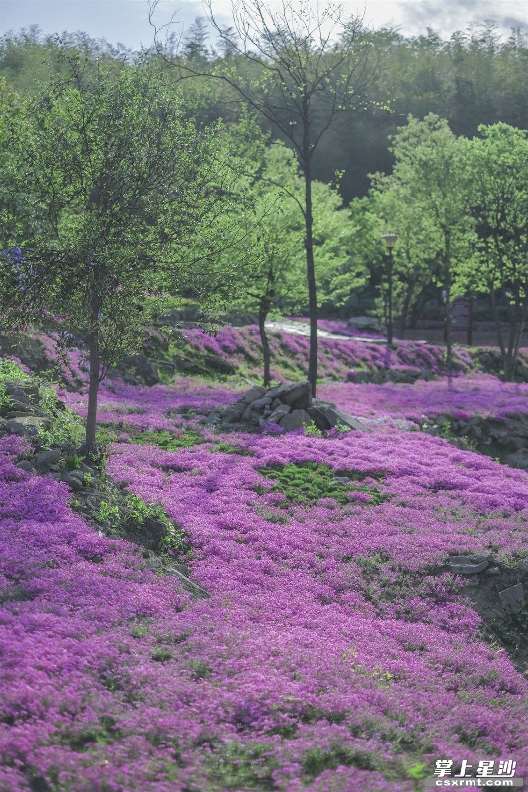 组图丨影珠山福禄考花海,漫淌诗意与梦幻-头条-星沙时报