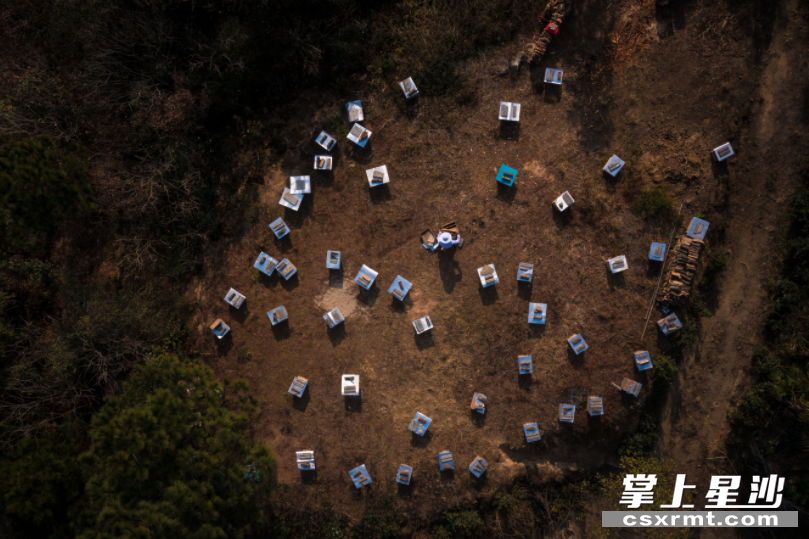 一个个蜂箱整齐摆放在高山上，成了小有名气的富民产业。