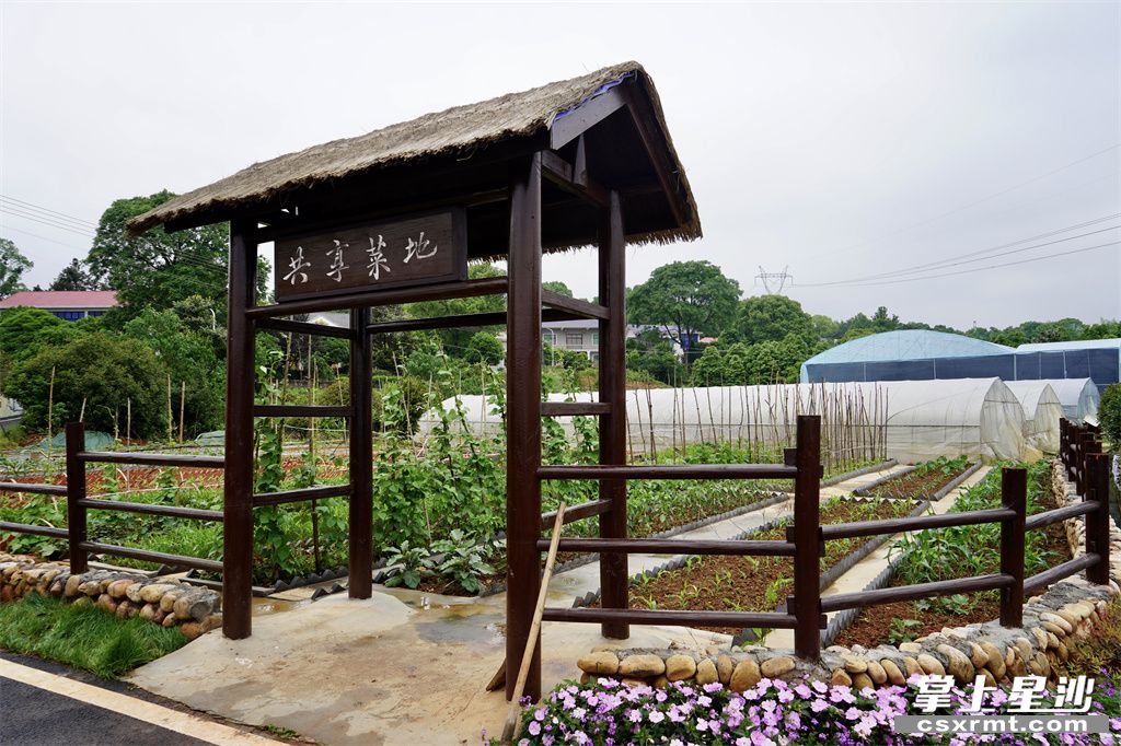 共享菜地。