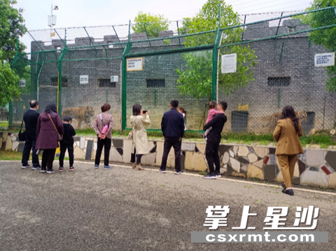 金井镇三珍虎园内，游客们正在看老虎。供图