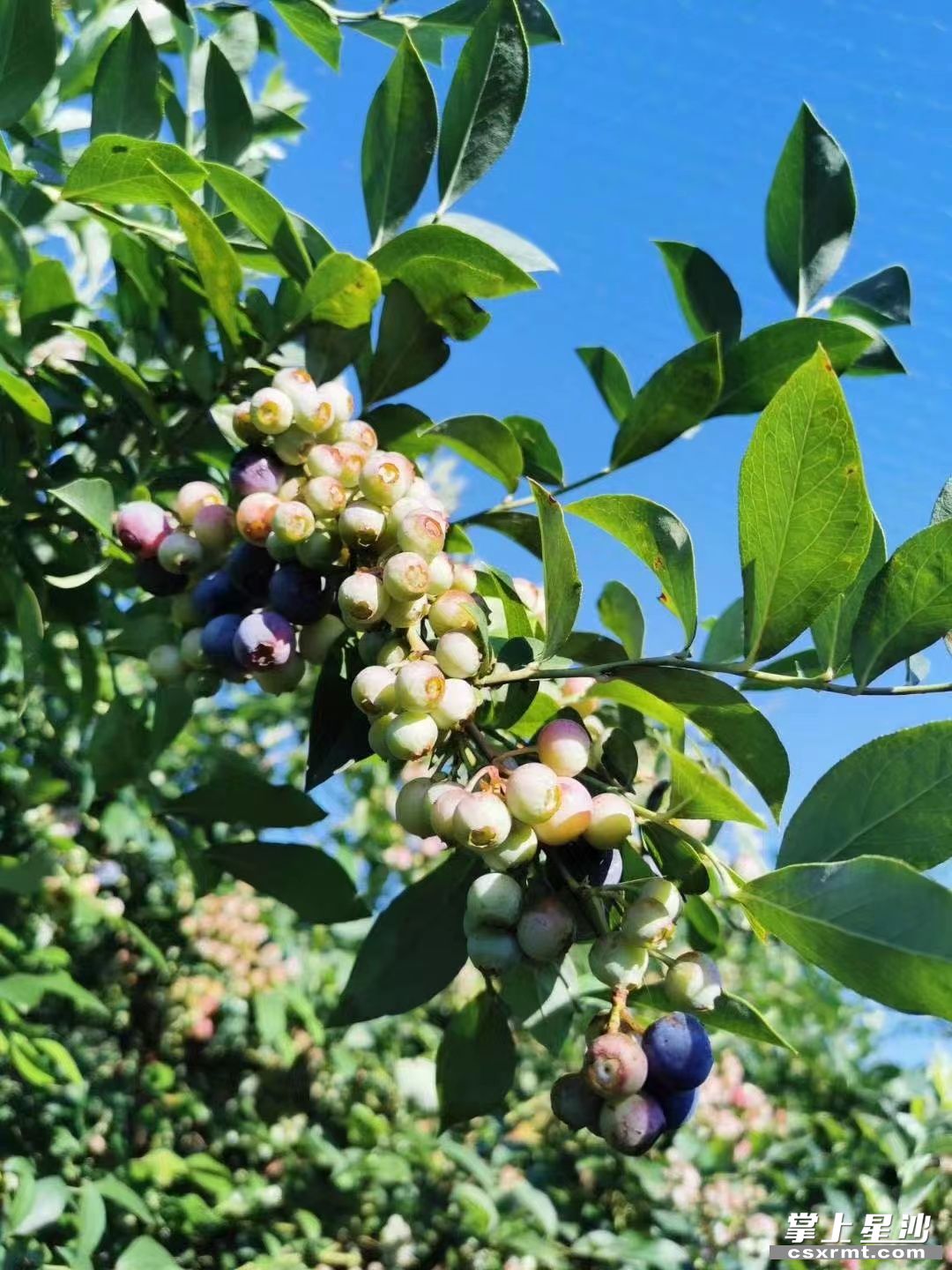 走进各大蓝莓基地,一株株翠绿的蓝莓树伴着初夏的风在山林间摇曳,一串