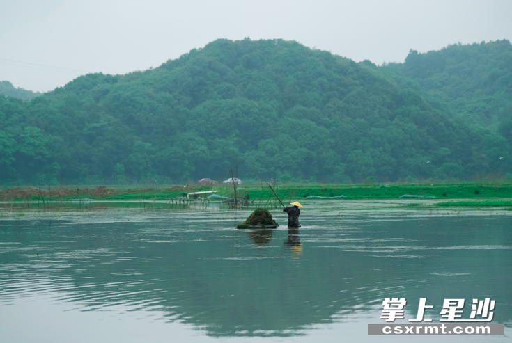 记者来到六禾生态农庄时，魏锌正忙着清理水草。均为 章帝 摄