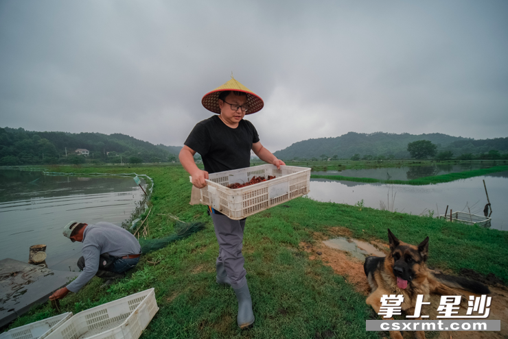 六禾生态农庄里的虾个头大、味微甜，肉质Q弹细嫩。魏锌说，每天天不亮就开始收虾，确保新鲜。