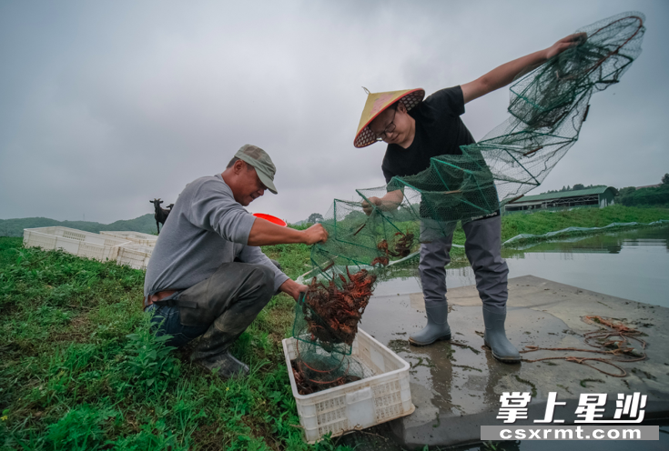 早上七点之前，魏锌都会跟父亲一起把虾子打捞上来，迎接游客。