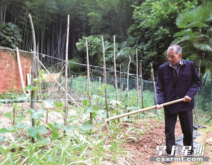 陈干武正在地里劳作，为尽快还债，他省吃俭用并靠养殖、务工增加收入。阮霖浩 摄