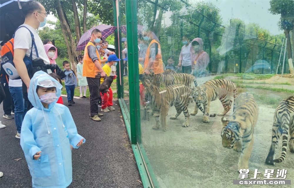 市民带着孩子在长沙县三珍虎园游玩。王箫 摄