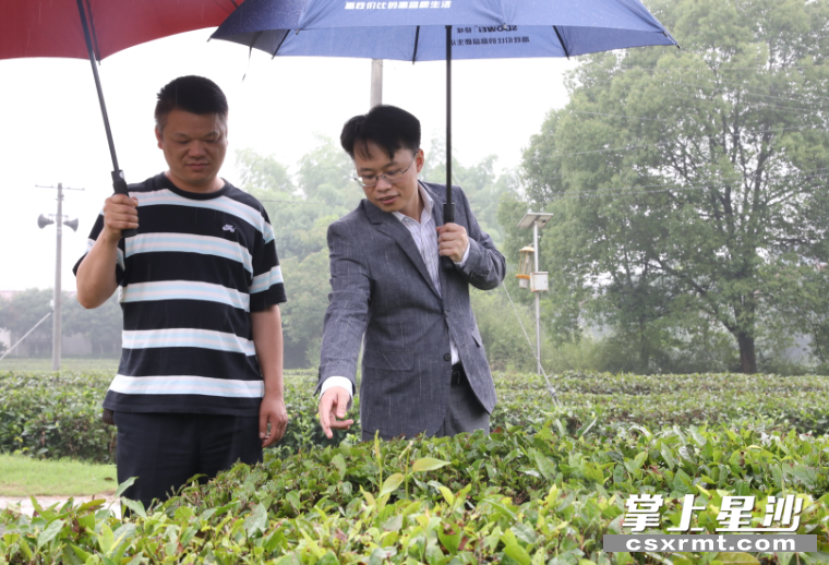县政协委员周小虎（右）与员工在茶园了解茶苗长势。 均为 罗展 摄