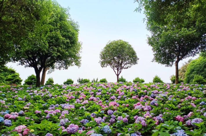 银龙村内绣球花盛开美如画.