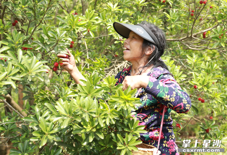 基地工人正在采摘杨梅。
