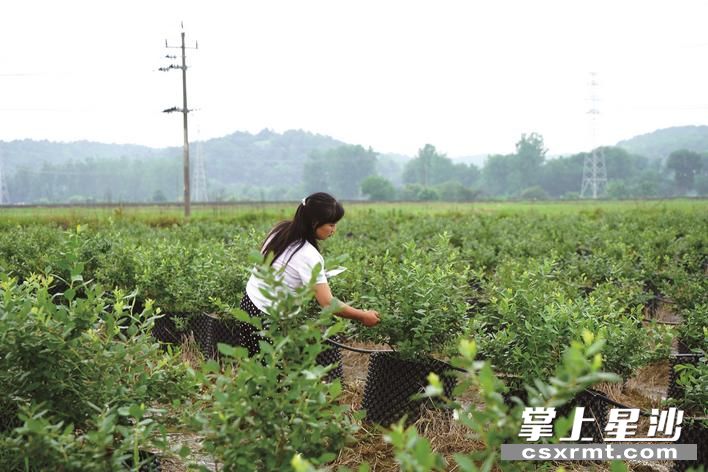 在长沙县春华镇蓝雅蓝莓基地内,村民正在采摘蓝莓。均为 刘鑫宇 摄 在长沙县春华镇蓝雅蓝莓基地内,村民正在采摘蓝莓。均为 刘鑫宇 摄