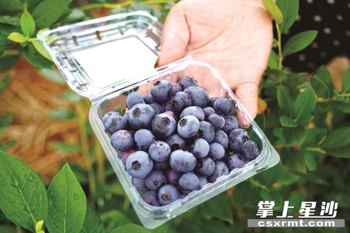 游客采摘下来的蓝莓果实。 游客采摘下来的蓝莓果实。