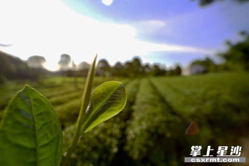 长沙县金井镇三棵树茶园土地肥沃，气候适宜，茶叶生长茂盛，随手摘一个芽头入口一嚼，满口清凉。均为供图