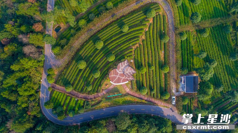 金井镇湘丰茶业庄园，360°环绕式观景平台，茶田风光一览无余。