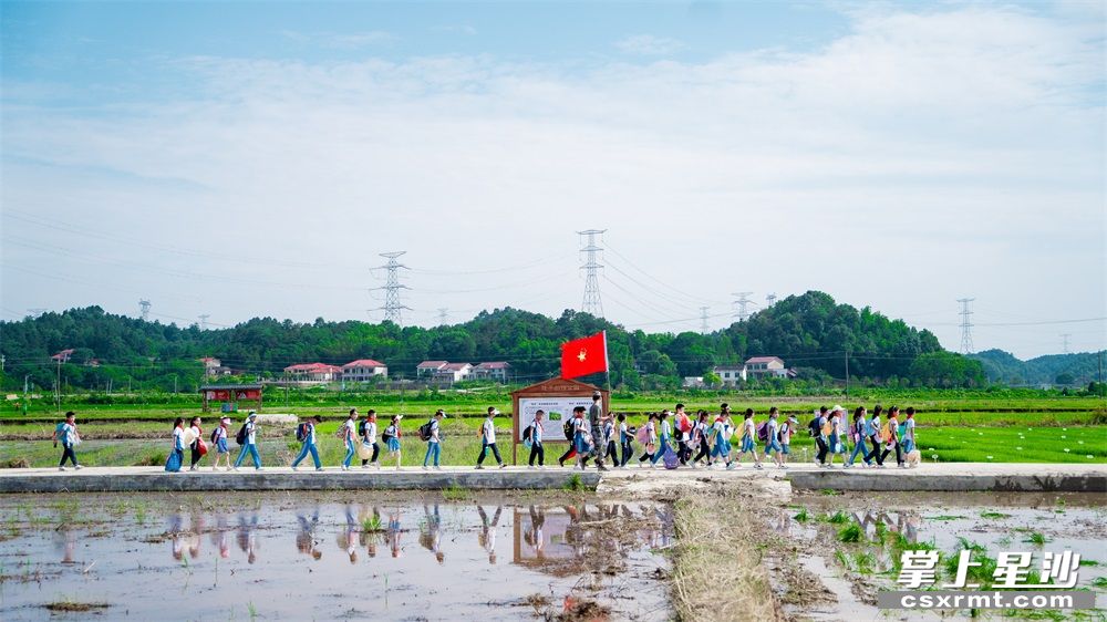 李杰 摄学校以农耕体验为突破口,走进位于长沙县路口镇的隆平稻作公园