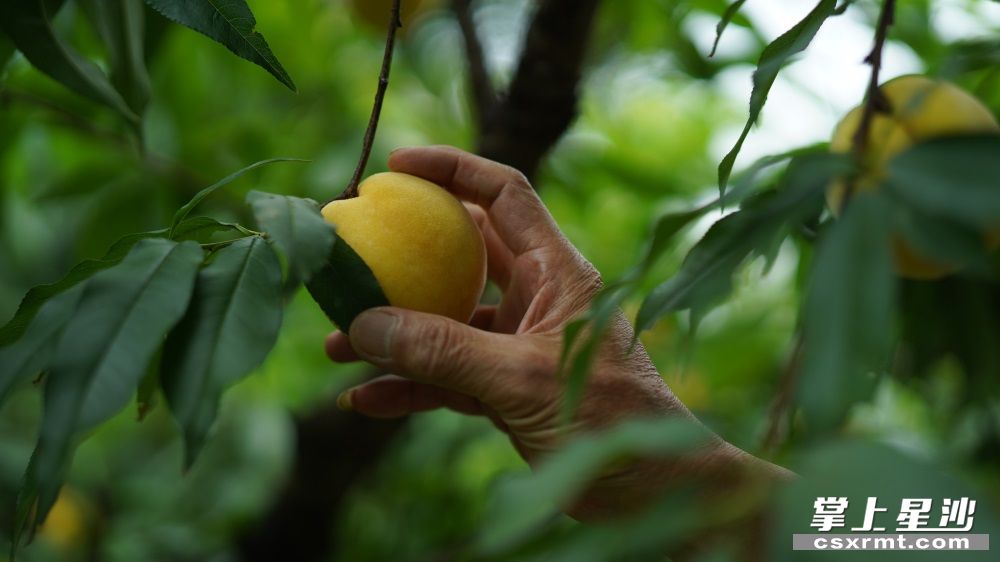 采摘工人在采摘已经成熟的黄桃。均为 宋彬彬 摄