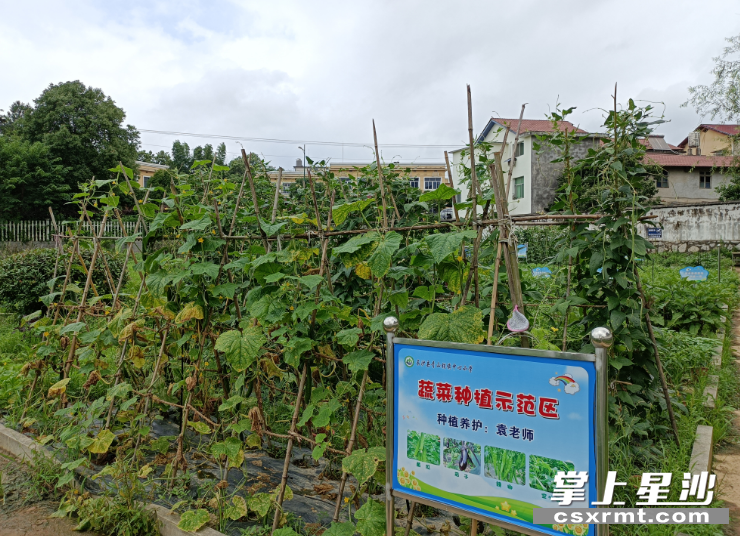蔬菜种植示范区长满绿油油的蔬菜。均为李杰 摄 蔬菜种植示范区长满绿油油的蔬菜。均为李杰 摄