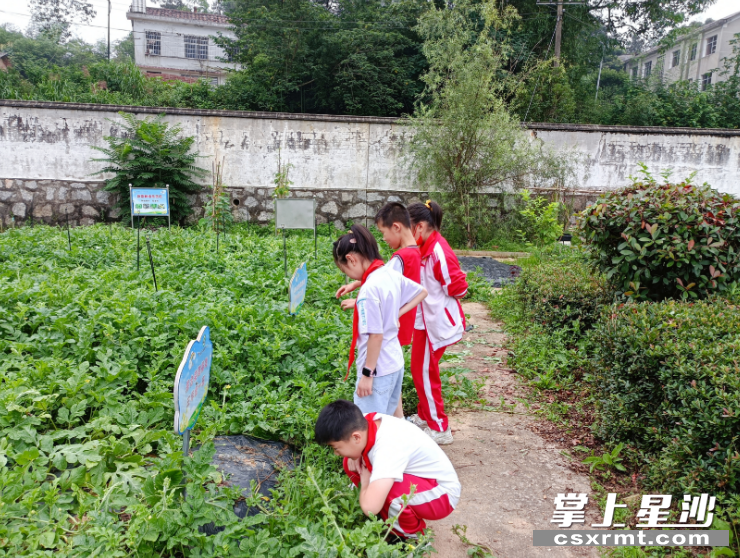 学生在菜园里看蔬菜水果长势。 学生在菜园里看蔬菜水果长势。