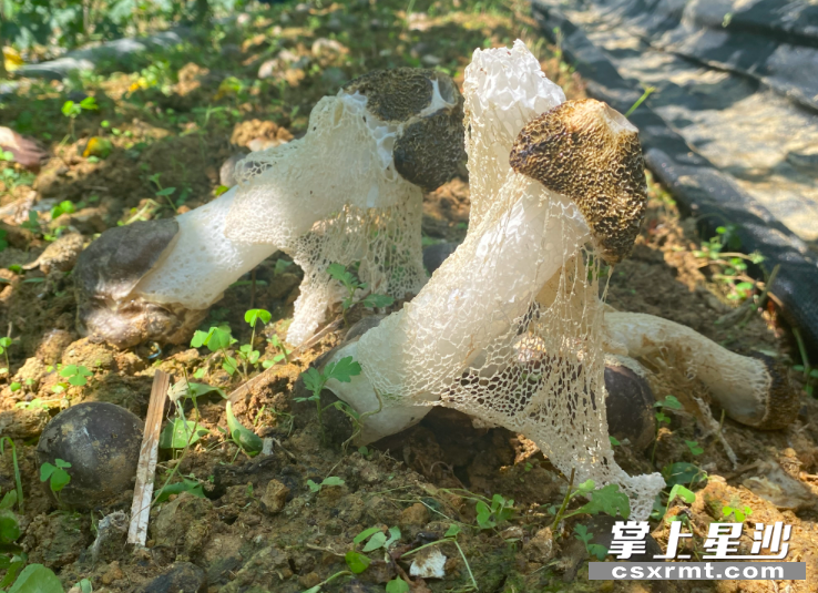 完全成熟的竹荪。均为刘思源 摄 完全成熟的竹荪。均为刘思源 摄