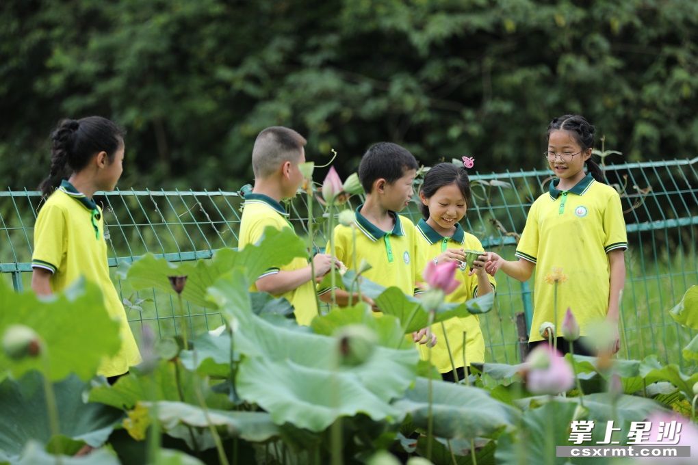 学生在荷花池畔采摘莲蓬.李杰 摄