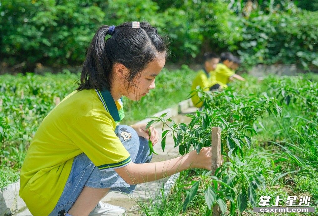 以劳动立德树人长沙县这所学校把课后服务开在荷花池畔