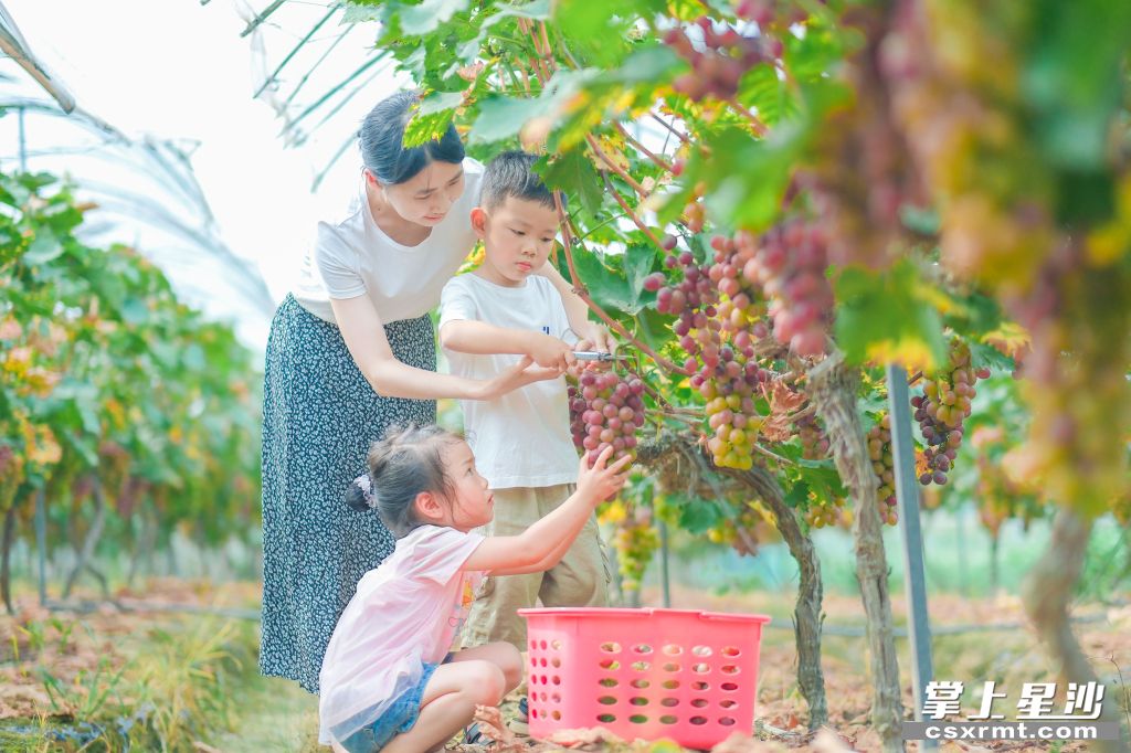 7月20日一大早，市民余女士带上家人朋友前来采摘葡萄。均为 章帝 摄