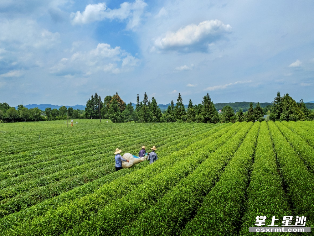 无人机航拍下，茶农们正在茶园采收夏茶。 供图