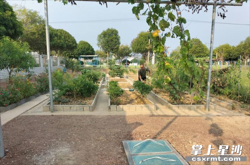 农户利用沤肥池的肥水浇灌菜园。供图