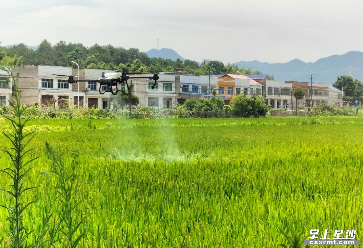 长沙县金井镇金龙村的稻田里,无人机正在进行"一喷多促"工作.