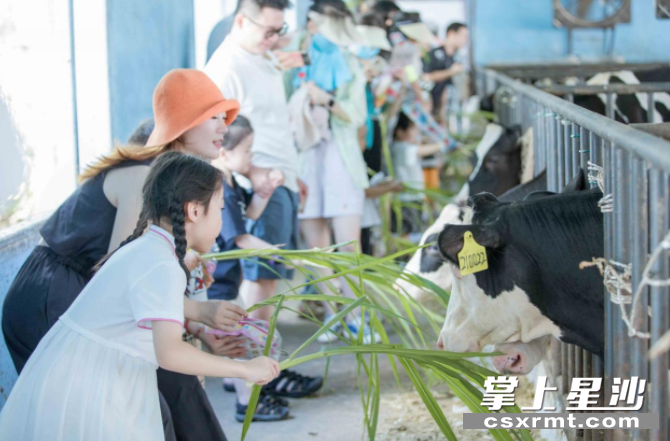 小朋友们在畜牧研究所喂养奶牛。