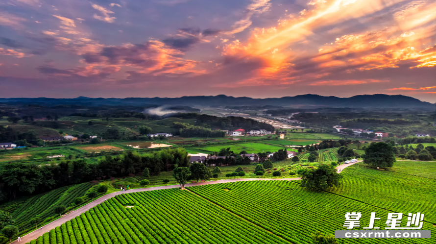 长沙县金井茶园.刘百浩 摄