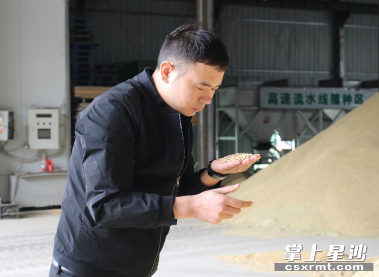 长沙县金井镇同展农机专业合作社内，理事长曾金正在查看稻米质量。 均为王箫 摄