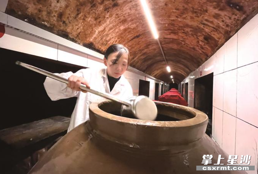 图为赖令在酒窖查看黄酒酿造情况。