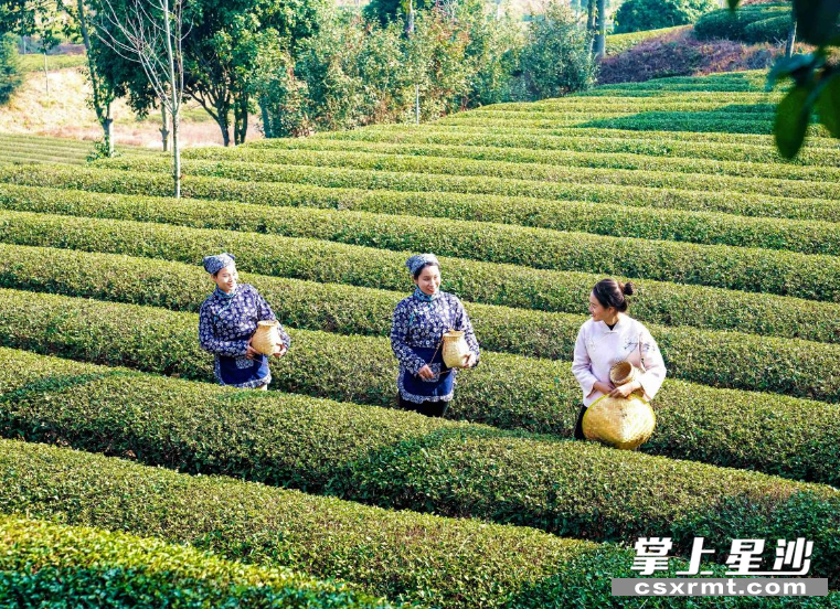 图为湘丰茶业庄园内，茶农采收茶叶。供图