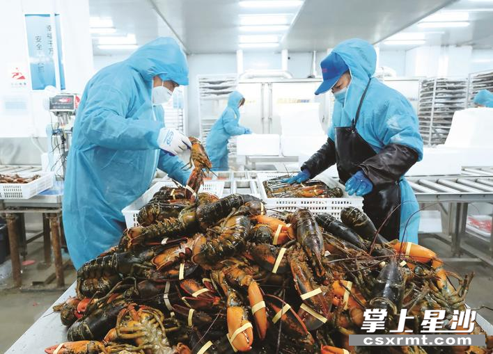 图为年年有鱼有限公司员工在分拣龙虾。章帝 摄