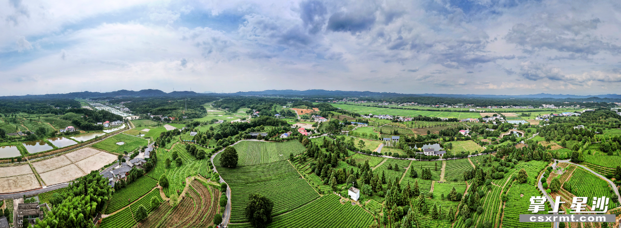 喜讯金井镇成功入选新一批全国种植业三品一标基地