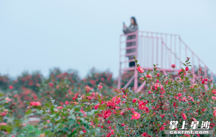 立春之后,东红牡丹进入盛花期,引得不少游客前来打卡观赏。均为章帝 摄 立春之后,东红牡丹进入盛花期,引得不少游客前来打卡观赏。均为章帝 摄
