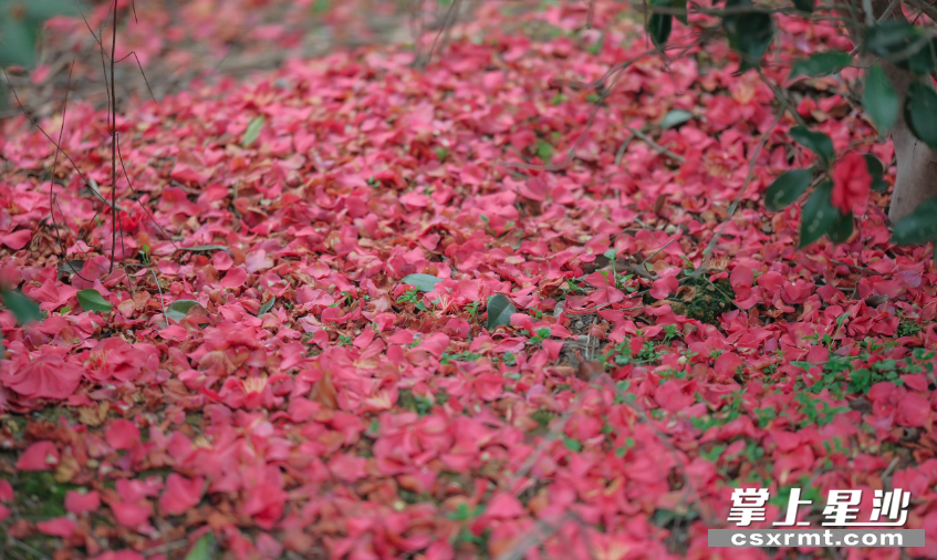 片片凋落的花瓣,宛如红色的花海,具有别样的美丽。 片片凋落的花瓣,宛如红色的花海,具有别样的美丽。