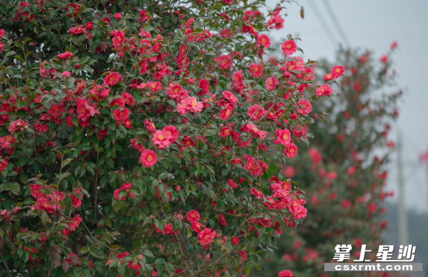 如今,东红牡丹基地成为果园文旅的又一张新名片。 如今,东红牡丹基地成为果园文旅的又一张新名片。