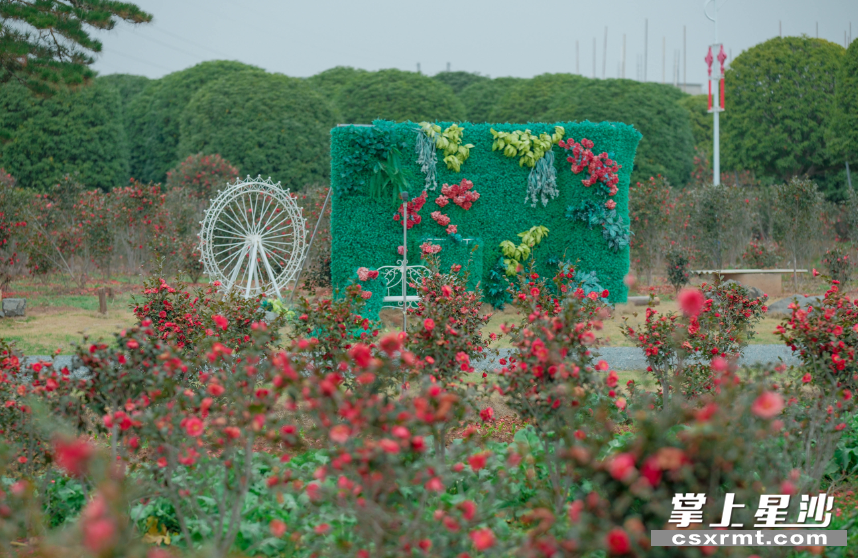 牡丹除了观赏,经济效益非常可观,基地还有效带动周围村民就业。 牡丹除了观赏,经济效益非常可观,基地还有效带动周围村民就业。