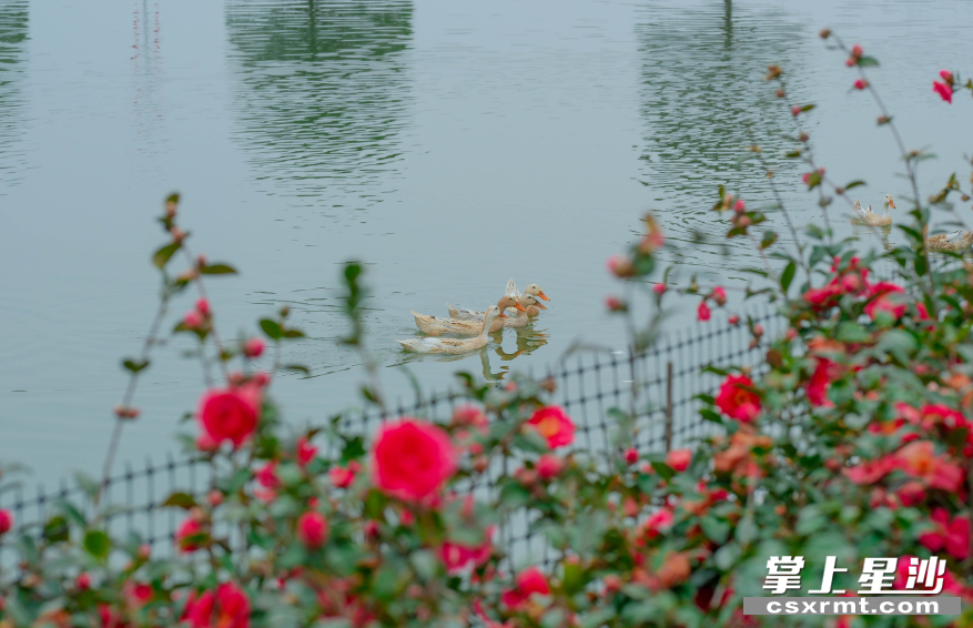鸭子悠哉地在池塘嬉戏,给基地带来更多活力。 鸭子悠哉地在池塘嬉戏,给基地带来更多活力。