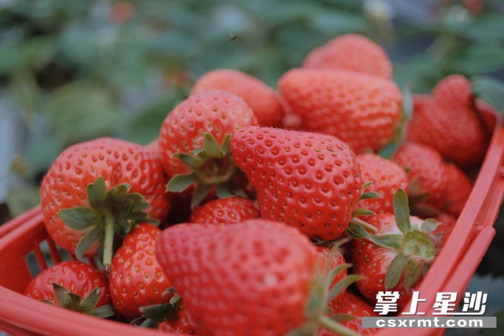 新鲜上市的草莓，成为果园镇水果产业的又一张新名片。均为章帝 摄