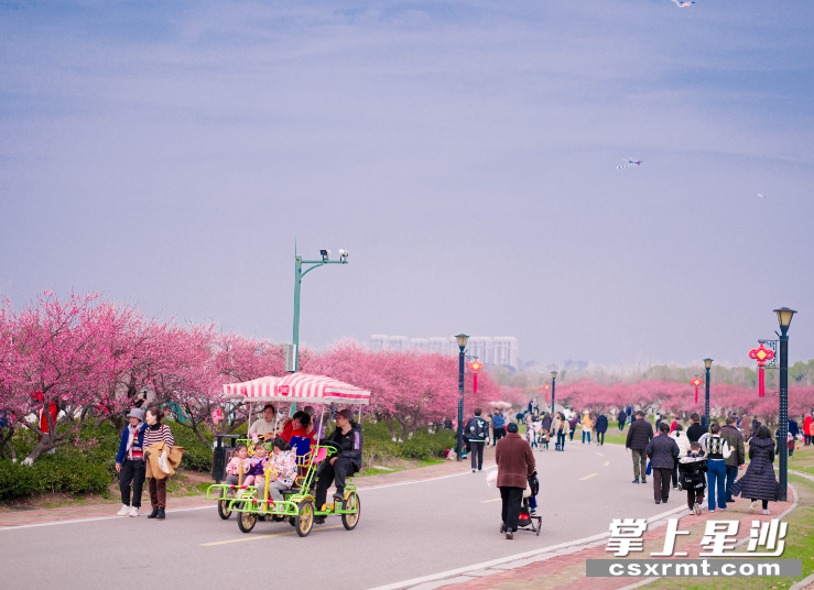 春天的气息越来越浓，松雅湖国家湿地公园梅花竞相绽放，吸引市民游客前来。章帝 摄