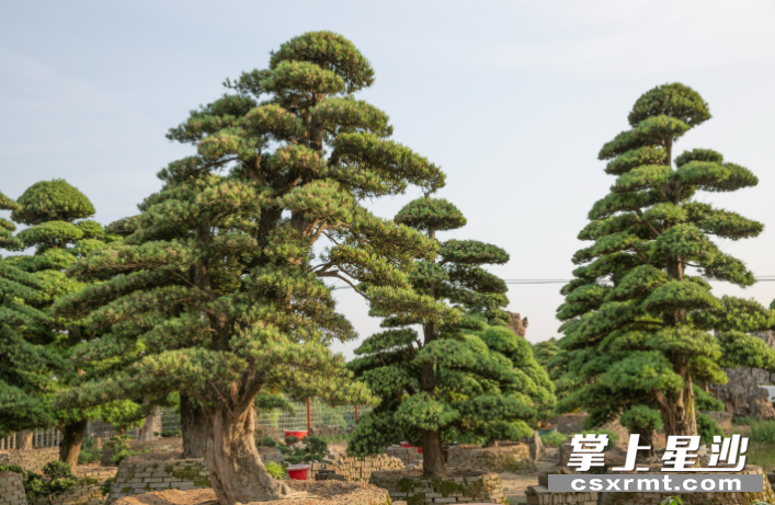 沿江山村的花卉苗木。