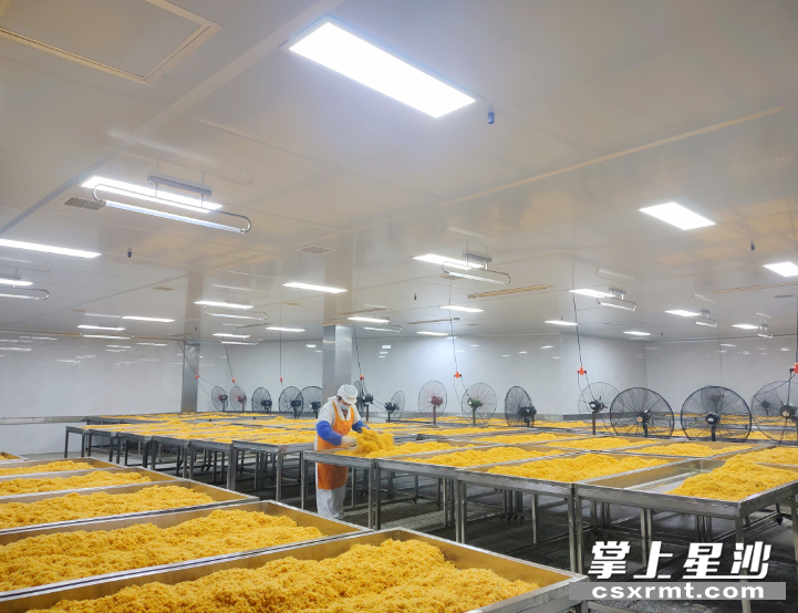 在肉松制作车间，刚出锅的肉松被均匀摊晾开来。