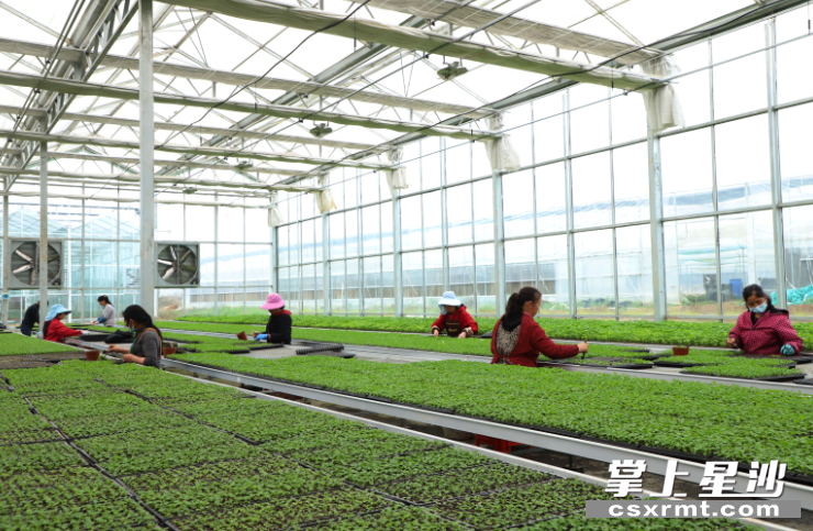 花农们正忙着将刚发芽的辣椒苗按批次、大小整理装盘。均为阮霖浩 摄