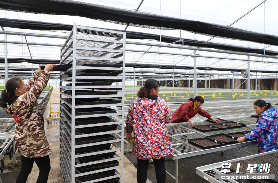 花农们正准备将播种好的辣椒苗送往催芽室。