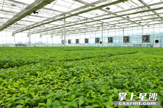 智能温室大棚里长势喜人的辣椒苗。