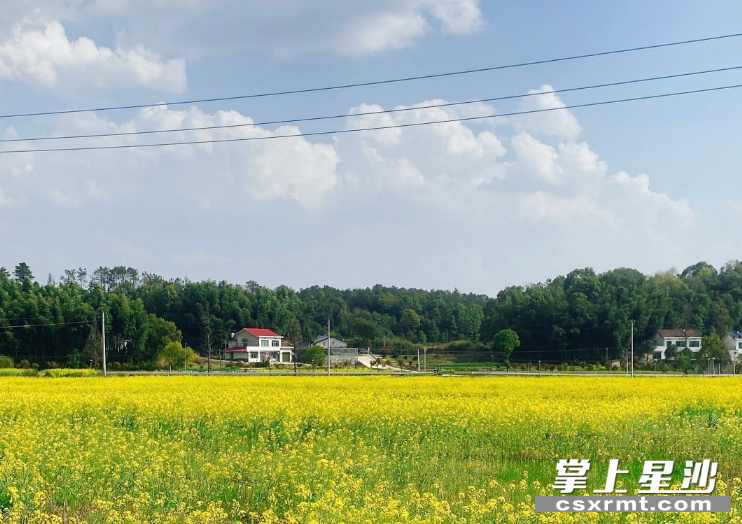湘丰片区美丽宜居村庄油菜花开300余亩。嵇田利 摄