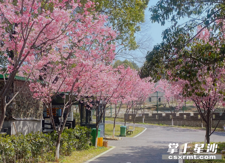 三珍虎园内萌宠乐园边的樱花，非常适合打卡。嵇田利 摄