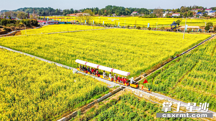 穿行于油菜花海的火车。均为江背镇 供图